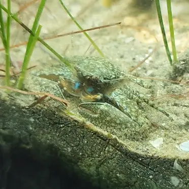 Green Porcelain Crab
