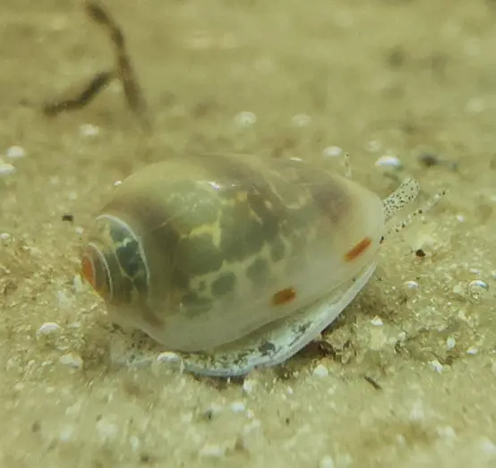 Common Atlantic Marginella