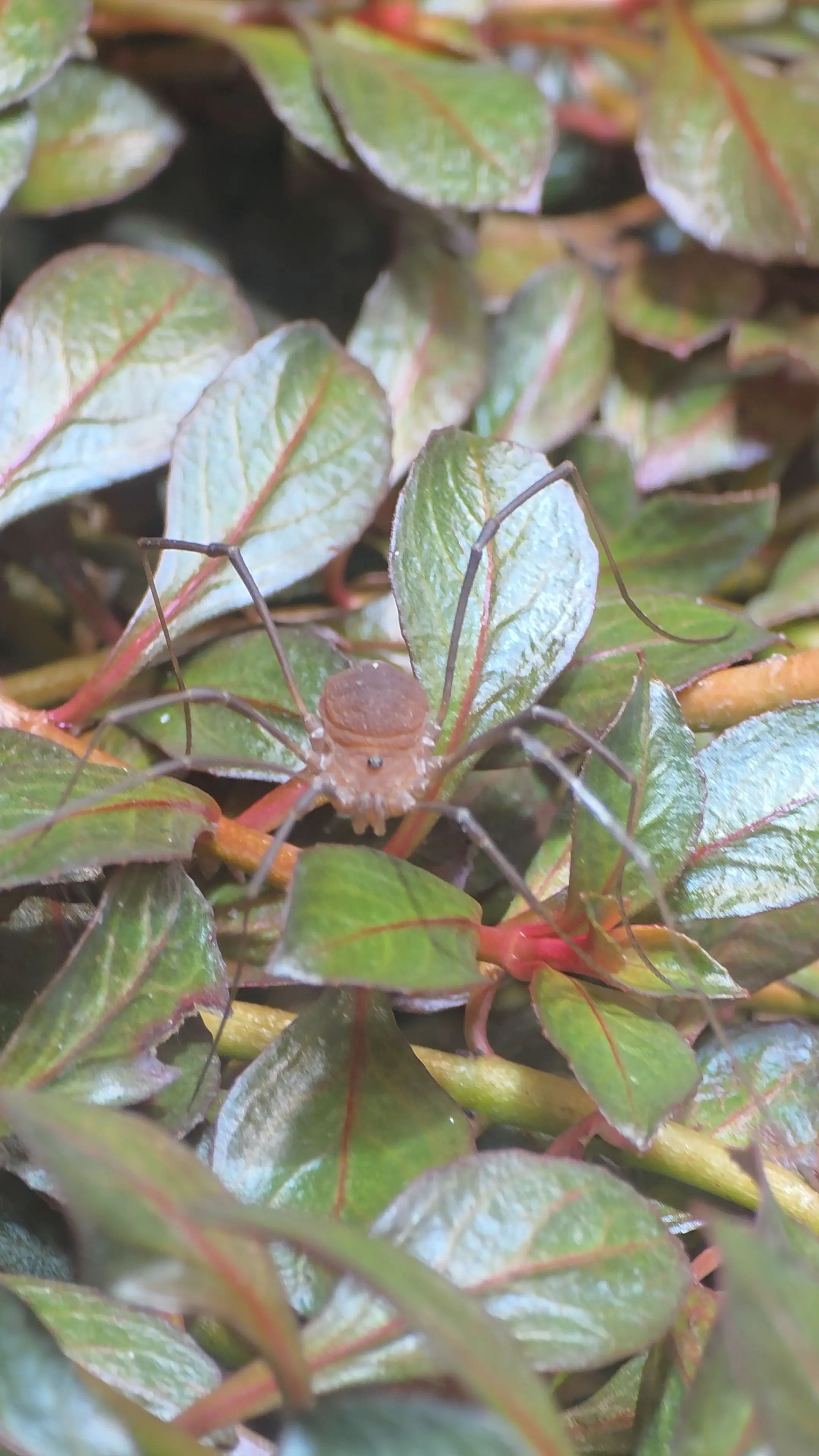 Harvestman