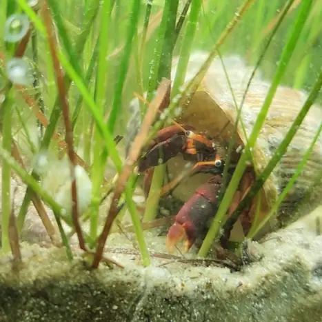 Orangeclaw Hermit Crab