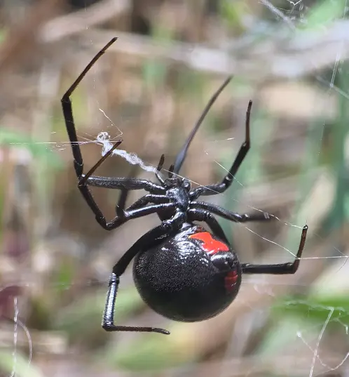Southern Black Widow