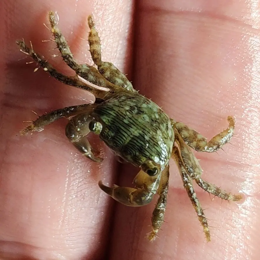 Mottled Shore Crab