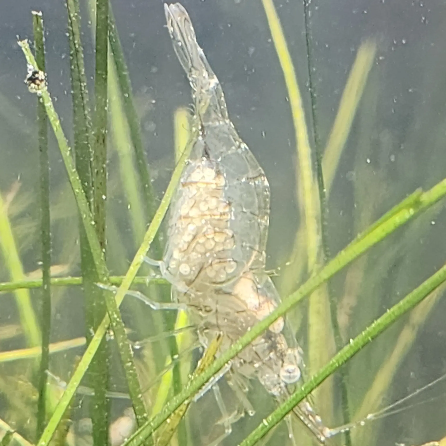 Daggerblade Grass Shrimp