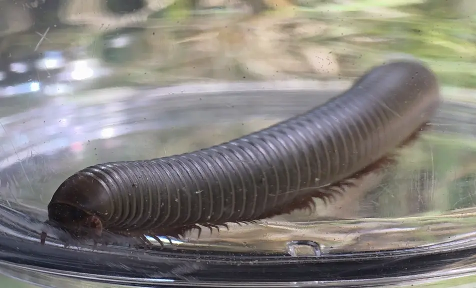 Smokey Oak Millipede
