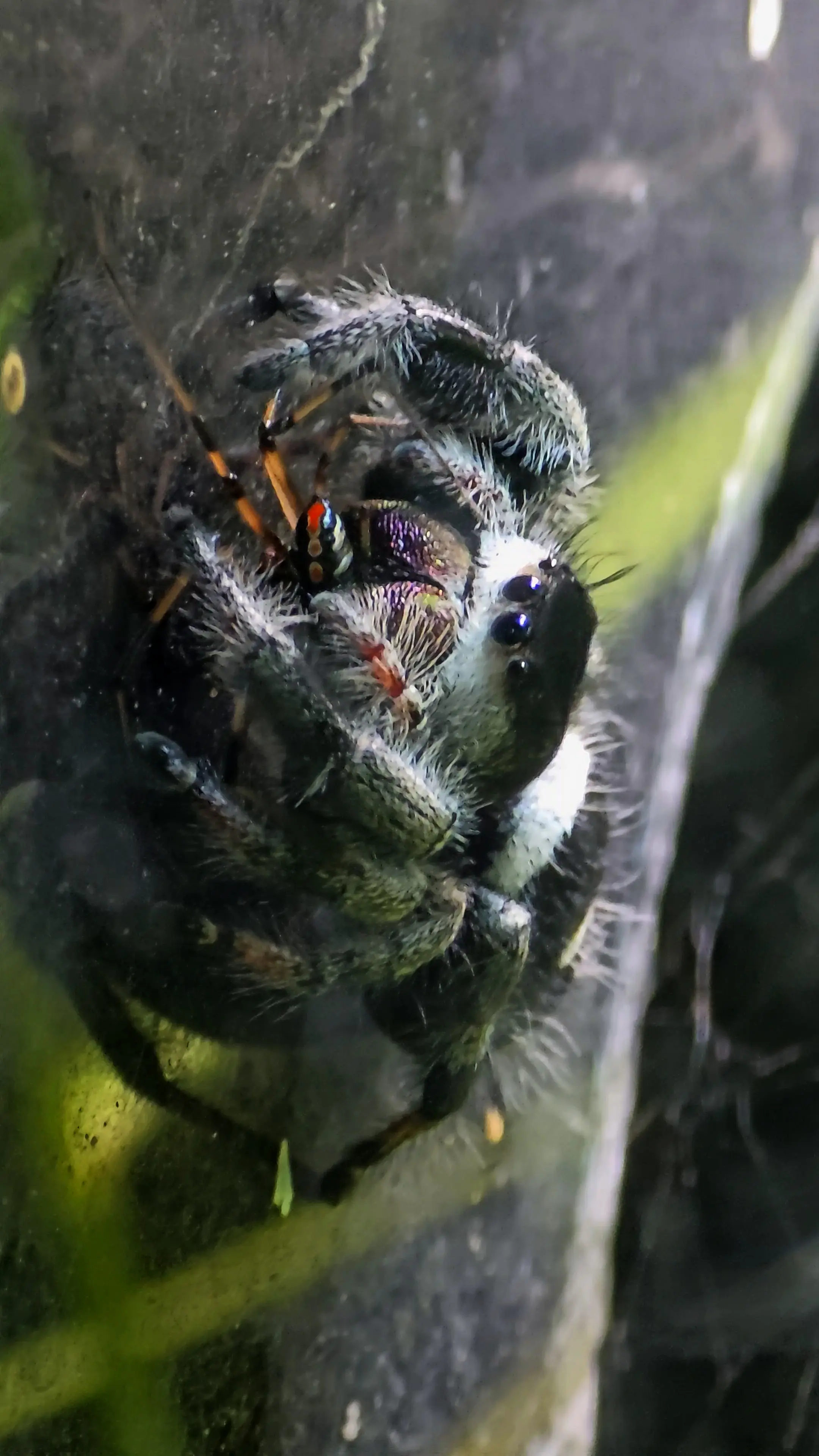 Regal Jumping Spider