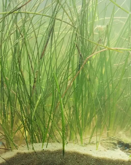 Shoal grass