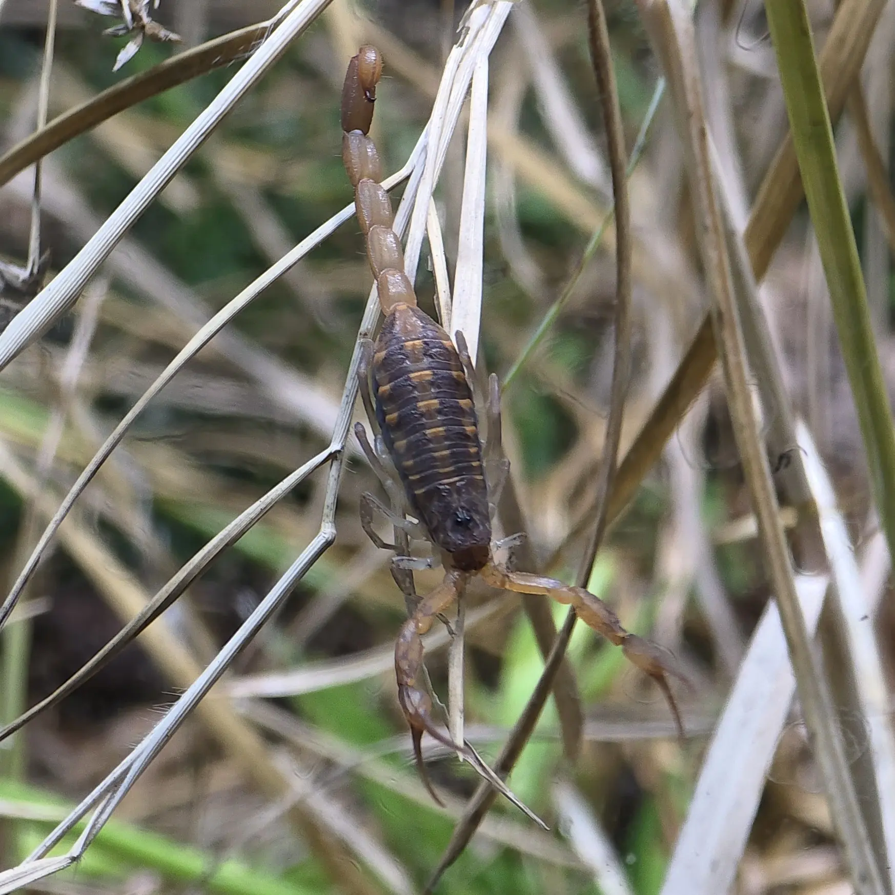 Hentz striped Scorpion