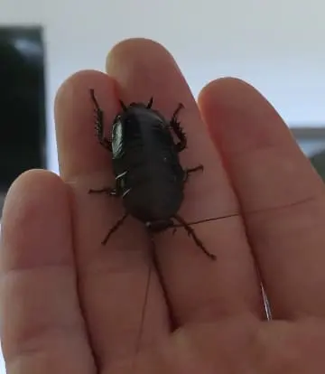 Florida woods cockroach